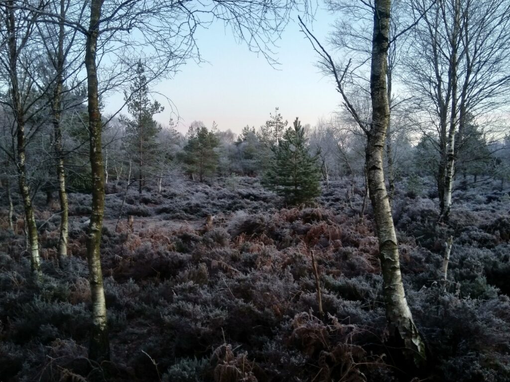 credit abbeyleix bog project Frozen heather and trees on a frosty morning