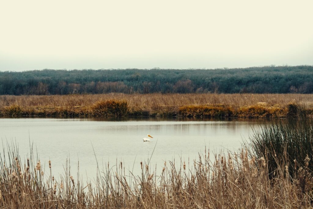 gabriel-tovar-6DMcgvTD_-U-unsplash Wetlands